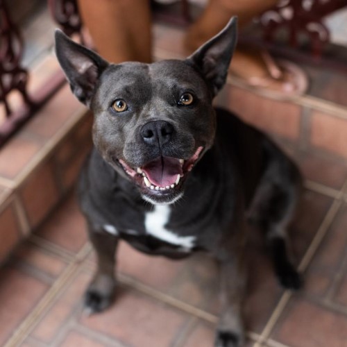 Cadela ganha nova vida após resgate e adoção responsável em Volta Redonda